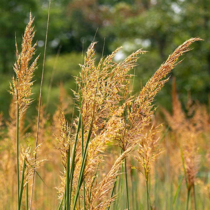 Indian Grass (Sorghastrum nutans) Main Image